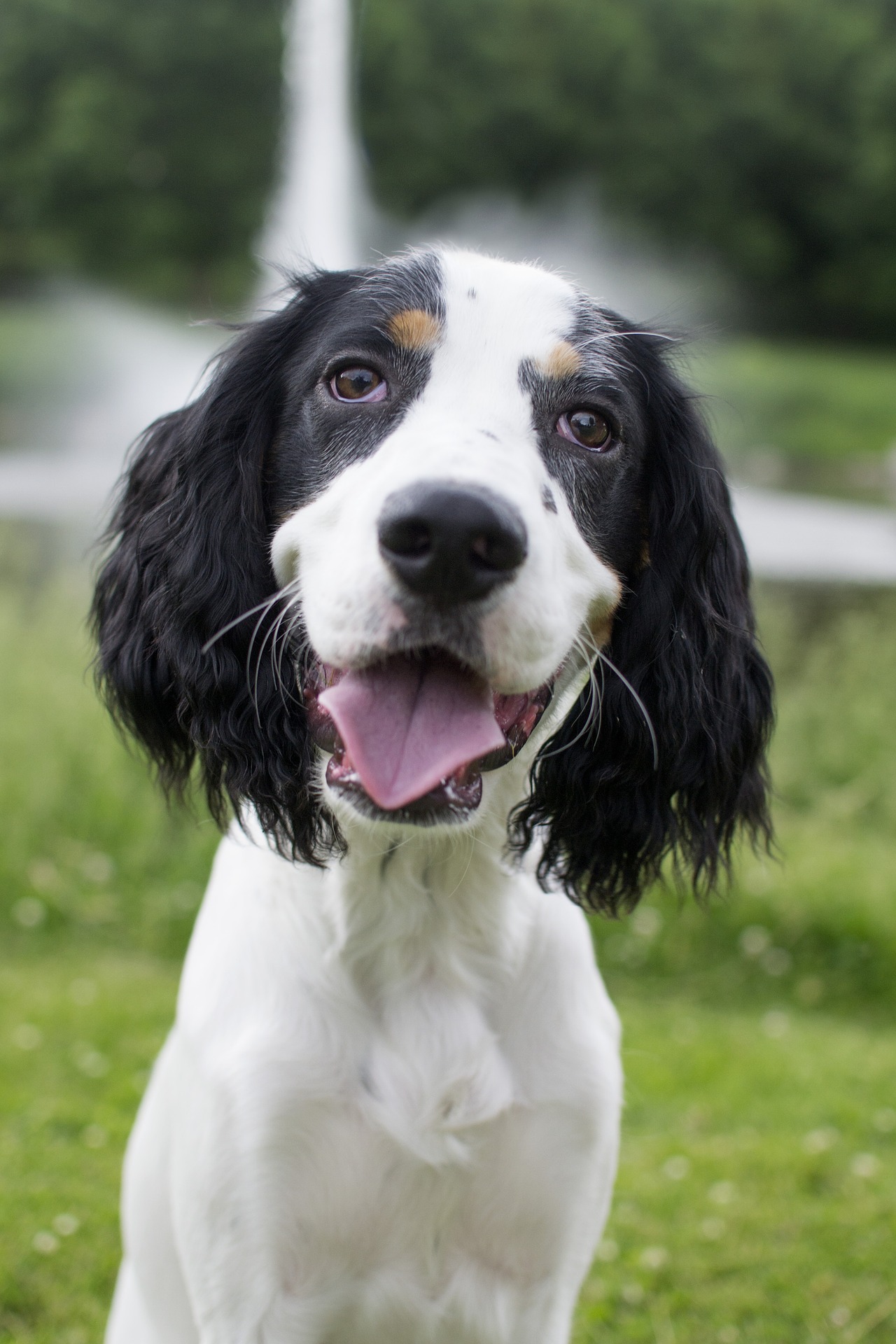 dog-2388771_1920