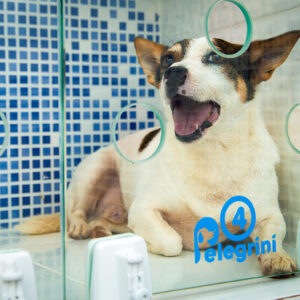 Baía internação- paciente Boris