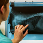 Female Veterinary Surgeon Examining X Ray In Surgery
